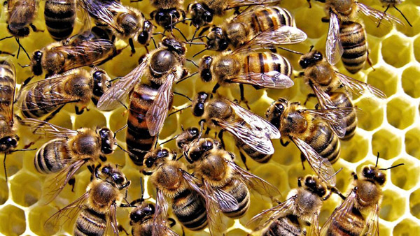 اردبیل تنها مرکز پرورش ملکه زنبور عسل در شمالغرب کشور