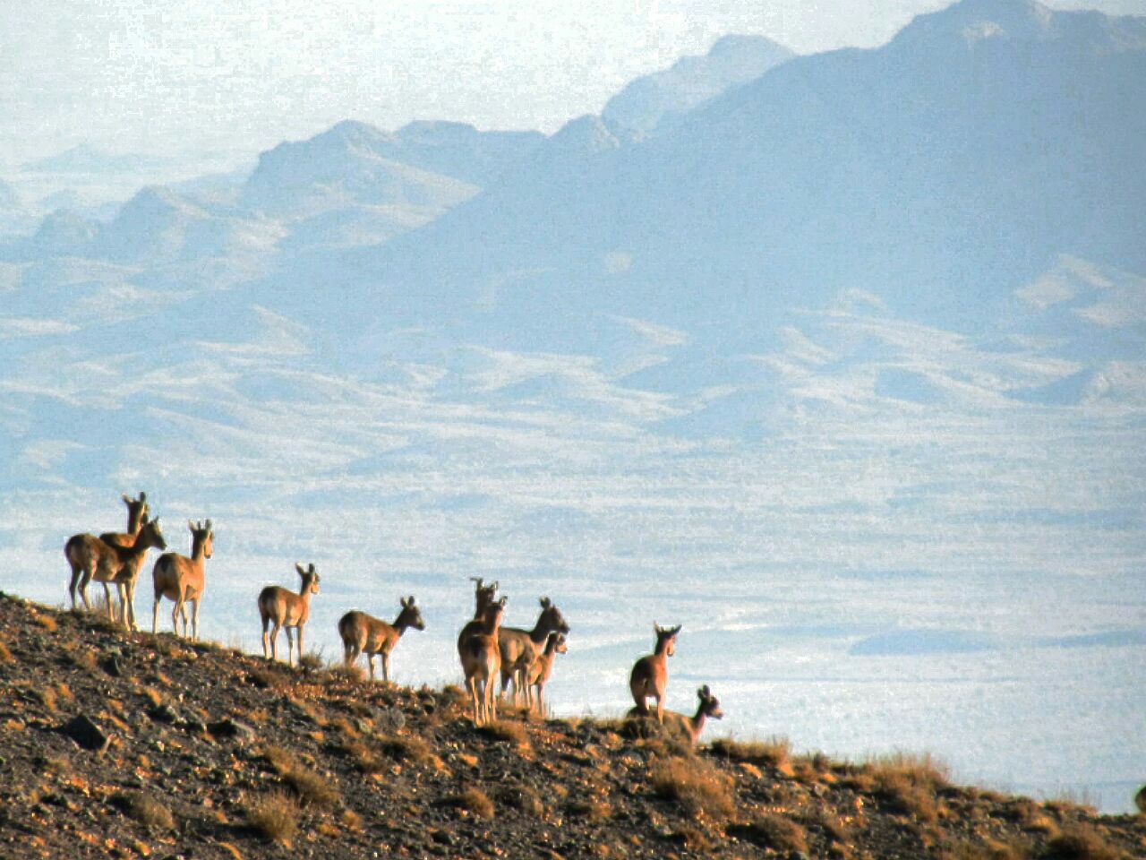 سرشماری پاییزه حیات وحش منطقه  هلالی