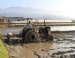 شخم و شیار هزار و 200 هکتار از شالیزارهای گلوگاه