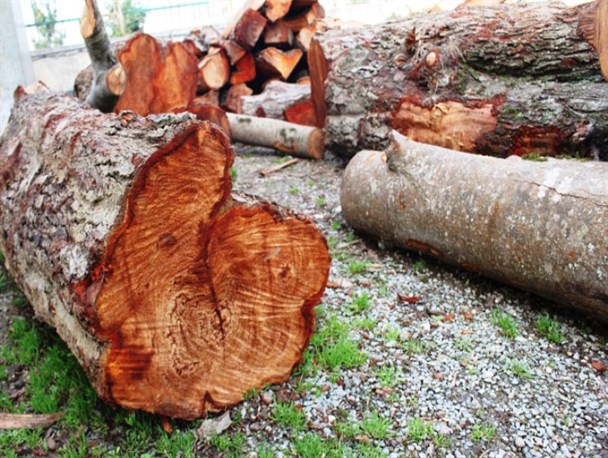 کشف ۲ تن چوب جنگلی قاچاق در گلوگاه