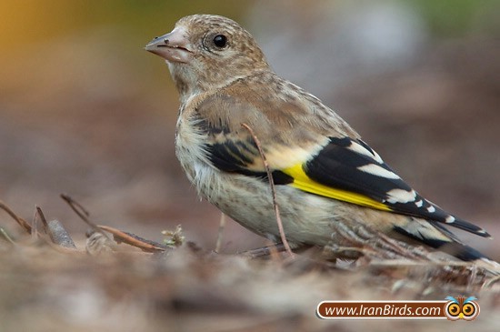 دستگیری قاچاقچی پرندگان در مرز دوغارون تایباد