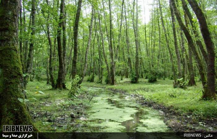 عمرت دراز ، ای با شکوهِ سبز فام ِهیرکان عمرت دراز ، ای با شکوهِ سبز فام ِهیرکان