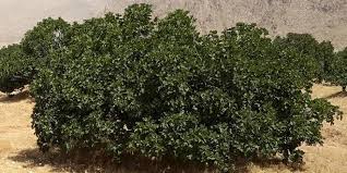 کارگاه آموزشی عملیات فصل خواب درخت انجیر