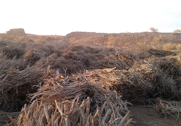 کشف یک و نیم تن چوب قاچاق در دامغان 