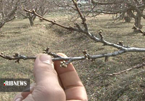 هشدار جهاد کشاورزی مهاباد درخصوص احتمال سرمازدگی هشدار جهاد کشاورزی مهاباد درخصوص احتمال سرمازدگی