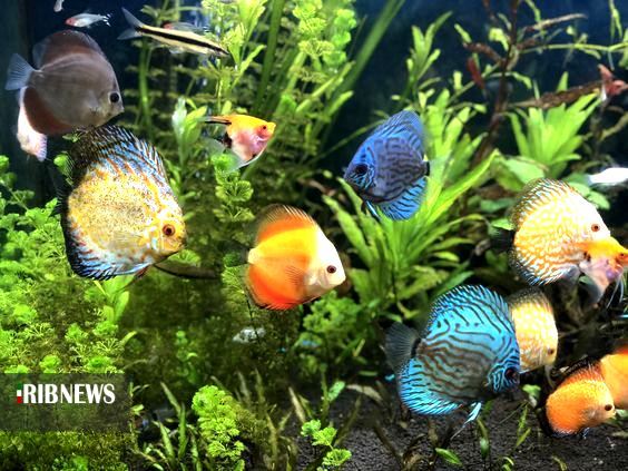 سهم ماهیهای زینتی پول آور، از صنعت آبزی پروری گیلان سهم ماهیهای زینتی پول آور، از صنعت آبزی پروری گیلان