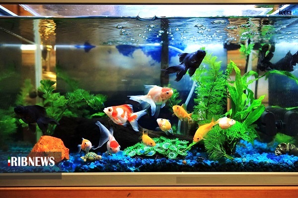 سهم ماهیهای زینتی پول آور، از صنعت آبزی پروری گیلان سهم ماهیهای زینتی پول آور، از صنعت آبزی پروری گیلان