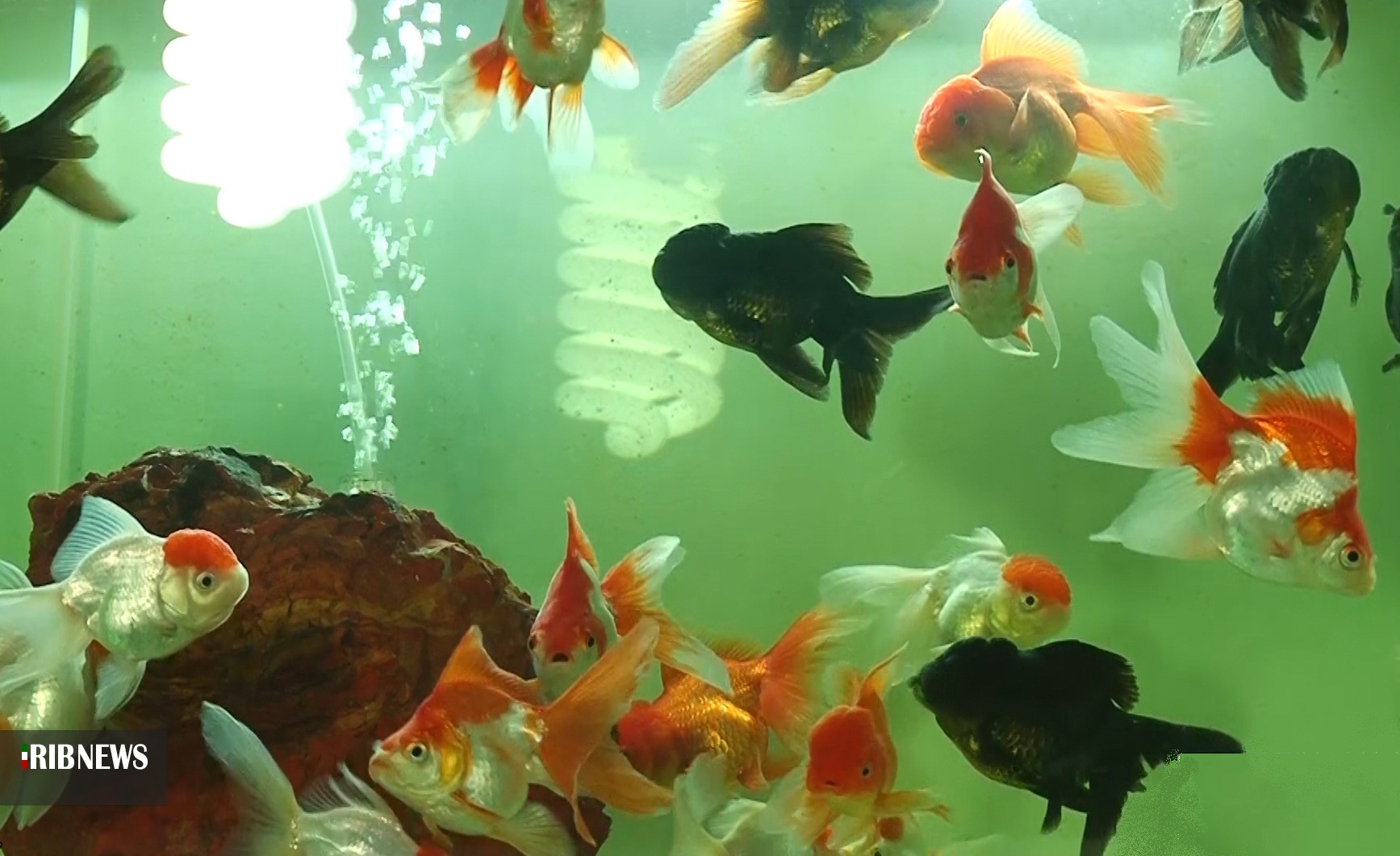 سهم ماهیهای زینتی پول آور، از صنعت آبزی پروری گیلان سهم ماهیهای زینتی پول آور، از صنعت آبزی پروری گیلان