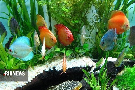 سهم ماهیهای زینتی پول آور، از صنعت آبزی پروری گیلان سهم ماهیهای زینتی پول آور، از صنعت آبزی پروری گیلان