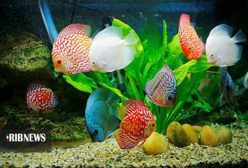 سهم ماهیهای زینتی پول آور، از صنعت آبزی پروری گیلان سهم ماهیهای زینتی پول آور، از صنعت آبزی پروری گیلان