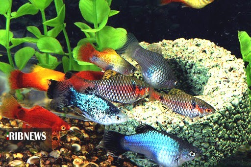 سهم ماهیهای زینتی پول آور، از صنعت آبزی پروری گیلان سهم ماهیهای زینتی پول آور، از صنعت آبزی پروری گیلان