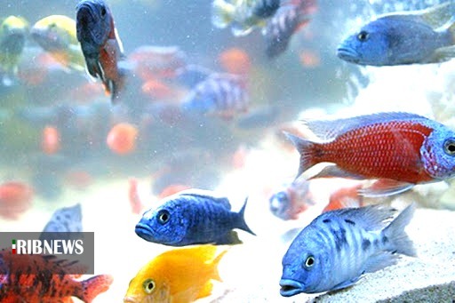 سهم ماهیهای زینتی پول آور، از صنعت آبزی پروری گیلان سهم ماهیهای زینتی پول آور، از صنعت آبزی پروری گیلان