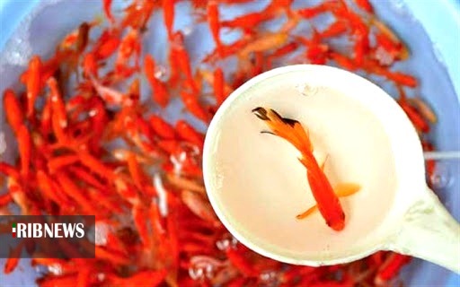 سهم ماهیهای زینتی پول آور، از صنعت آبزی پروری گیلان سهم ماهیهای زینتی پول آور، از صنعت آبزی پروری گیلان