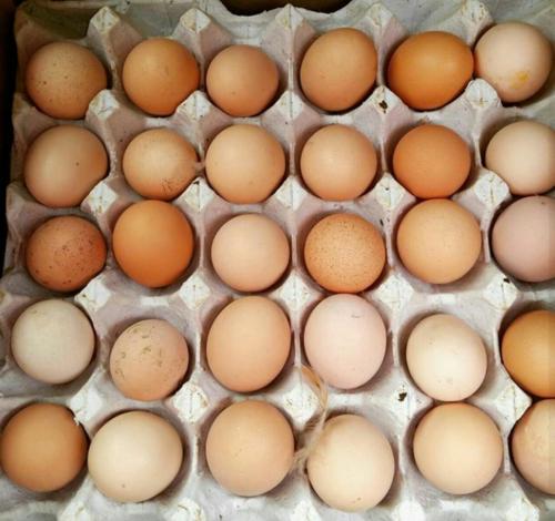 عرضه تخم مرغ بومی بهداشتی در خراسان جنوبی