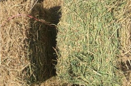 بستهبندی علوفههای مرتعی به روش سنتی در شهرستان بستک بستهبندی علوفههای مرتعی به روش سنتی در شهرستان بستک