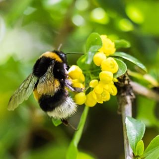 افزایش تولید محصول کشاورزی با زنبورهای بامبل بی افزایش تولید محصول کشاورزی با زنبورهای بامبل بی