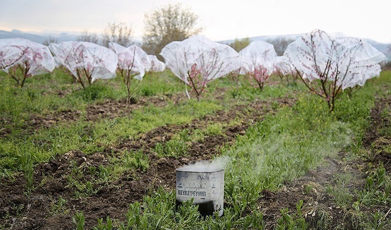 هشدار خطر سرمازدگی شکوفه‌های بادام چهارمحال و بختیاری