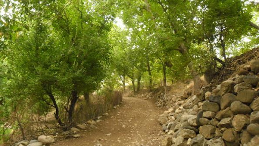 احیاء 2500 هکتار از باغات چهارمحال و بختیاری