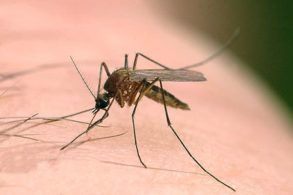 افزایش ابتلا به سالک در اردستان