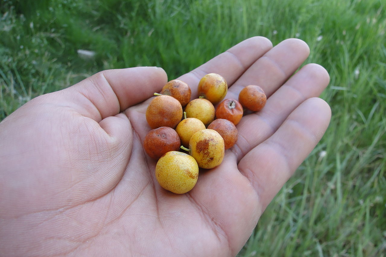 کُنار ، هویت سبز خطه جنوب کُنار ، هویت سبز خطه جنوب