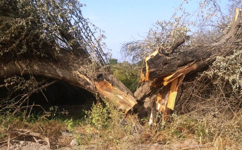 کُنار ، هویت سبز خطه جنوب کُنار ، هویت سبز خطه جنوب