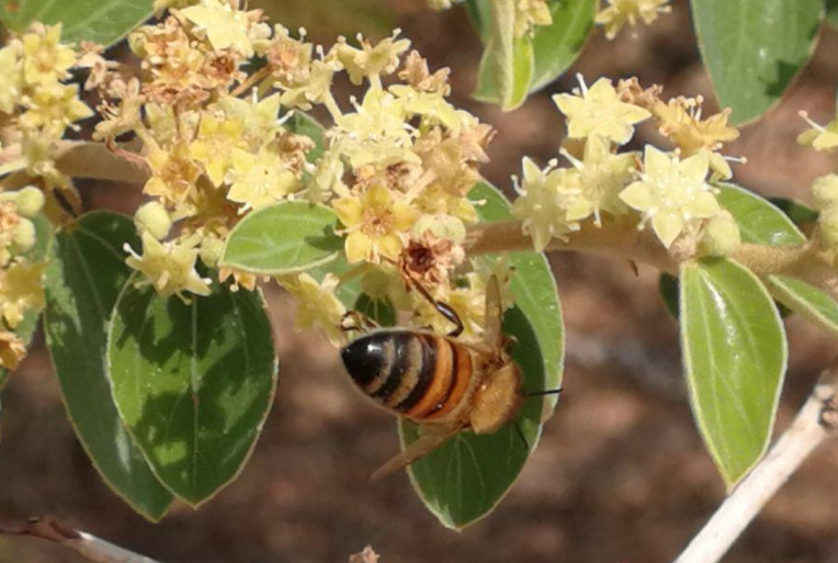 کُنار ، هویت سبز خطه جنوب کُنار ، هویت سبز خطه جنوب