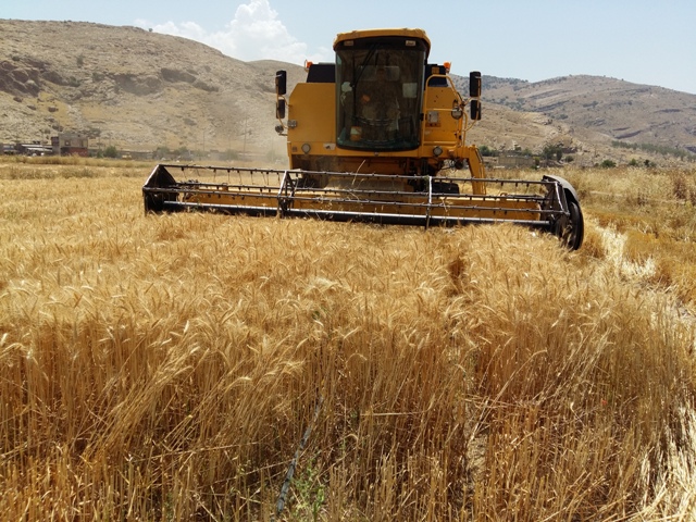 آغازبرداشت محصول گندم دراندیمشک