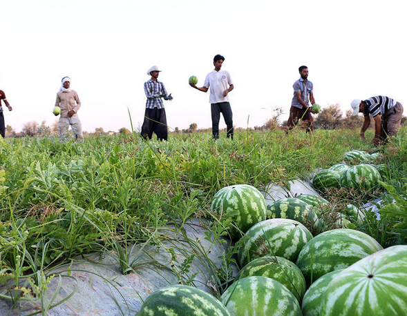 برداشت هندوانه و خربزه صادارتی