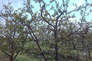 سوز سرما بر تن باغات و باغداران سوز سرما بر تن باغات و باغداران