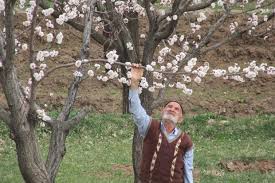 سوز سرما بر تن باغات و باغداران سوز سرما بر تن باغات و باغداران