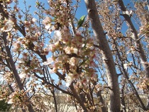 خسارت 4 هزار و 500 هکتار از باغات ساوه بر اثر سرما