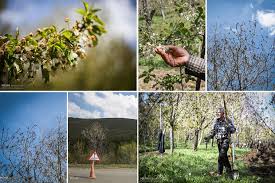 سرمازدگی 3600 میلیاردریالی به باغات چهارمحال و بختیاری