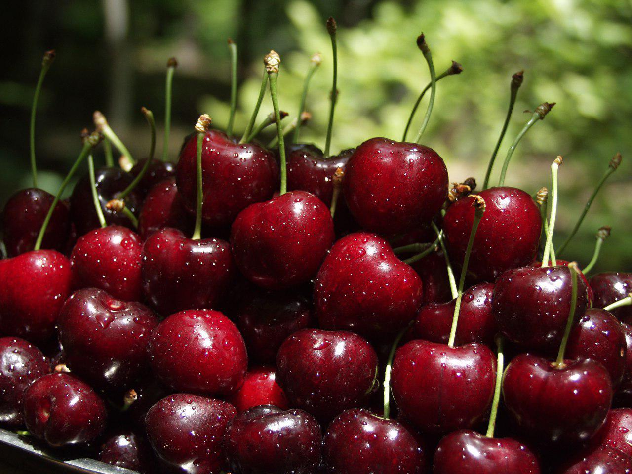 برداشت گیلاس در قزوین برداشت گیلاس در قزوین