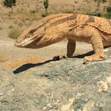 ۲ حیوان مشاهده شد در گهواره نوعی سوسمار است ۲ حیوان مشاهده شد در گهواره نوعی سوسمار است