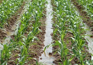 شروع کشت ذرت در استان قزوین