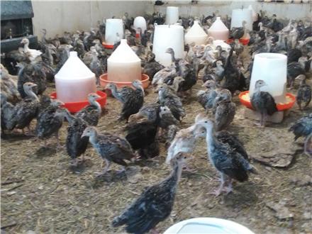 گیلان؛ قطب تولید جوجه بوقلمون