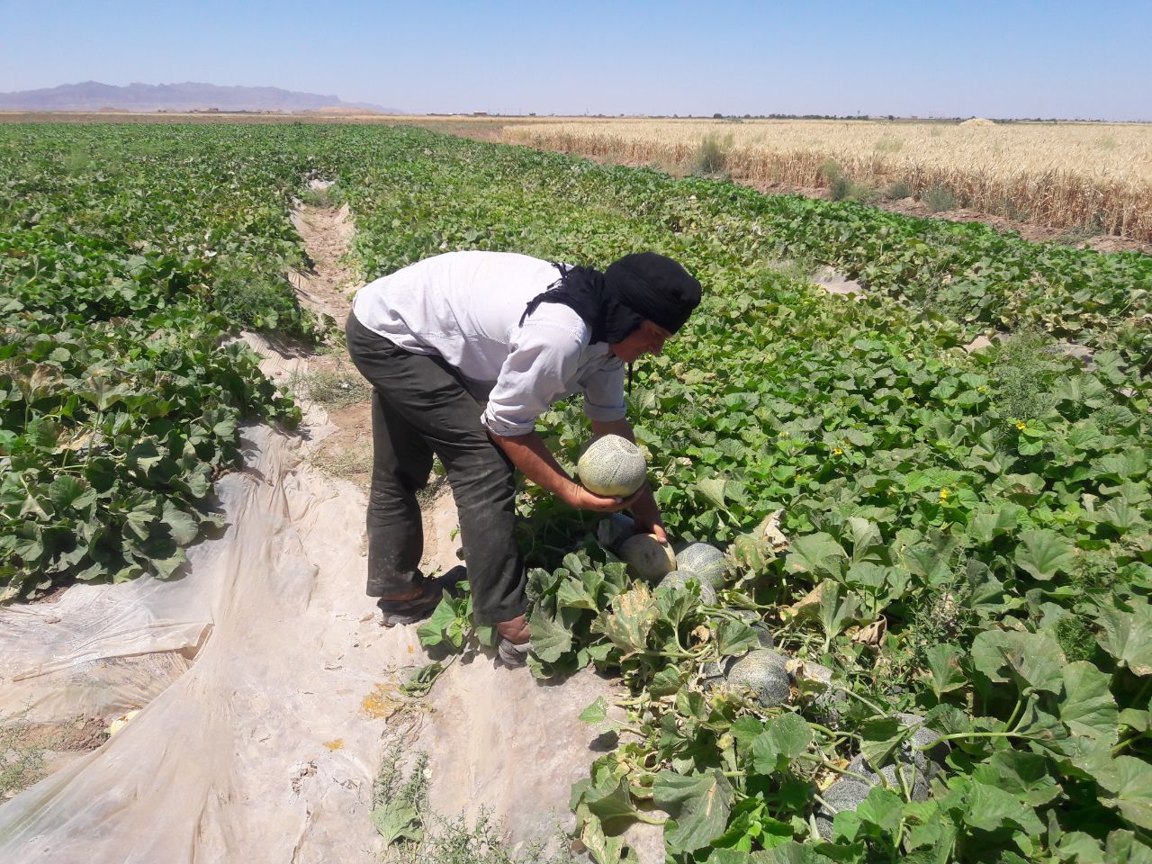 آغاز برداشت طالبی از مزارع شهرستان کاشمر