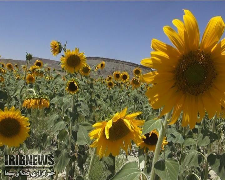 کشت آفتابگردان در 2500 هکتار از مزارع خراسان شمالی