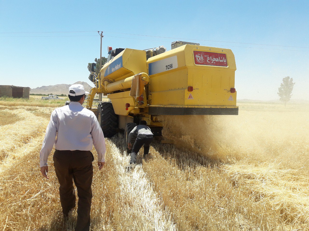 برداشت گندم در شهرستان خواف