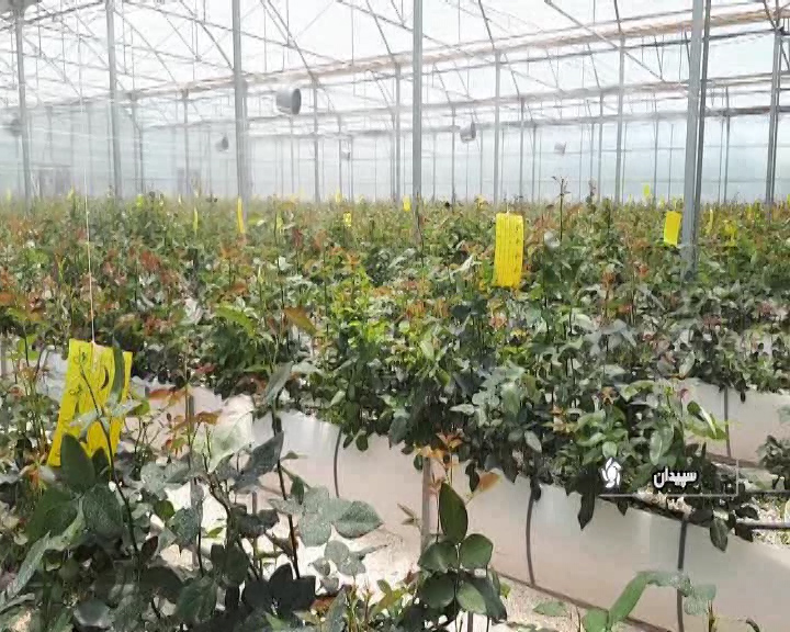 بهره برداری از گلخانه تولید گل رز در سپیدان بهره برداری از گلخانه تولید گل رز در سپیدان