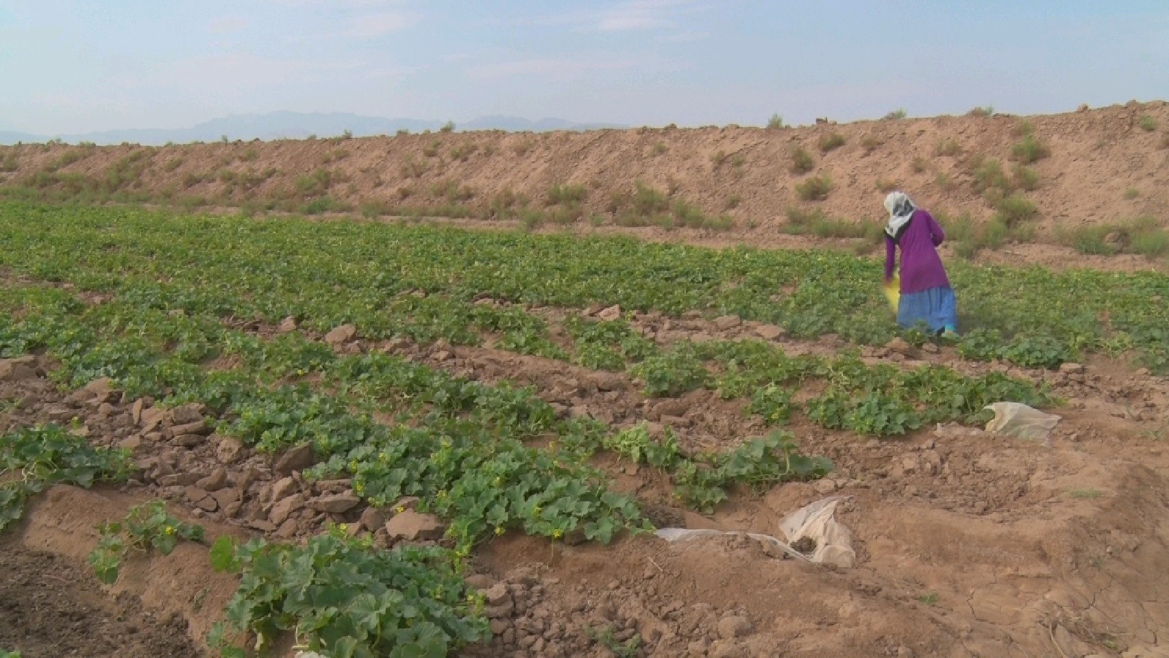 حاج حیدر کیمیاگری که خاک کویر را به زر تبدیل کرد.