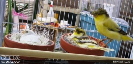 پربازدید ترین اخبار استان در بیست و ششم  تیر