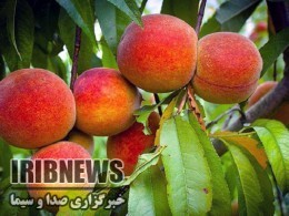 پیش بینی برداشت بیش از هشت هزار تن هلو از با‌غهای مهاباد