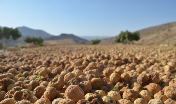 برداشت انجیر در بزرگترین انجیرستان دیم