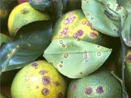 بیماری شانکر مرکبات در قیروکارزین بیماری شانکر مرکبات در قیروکارزین