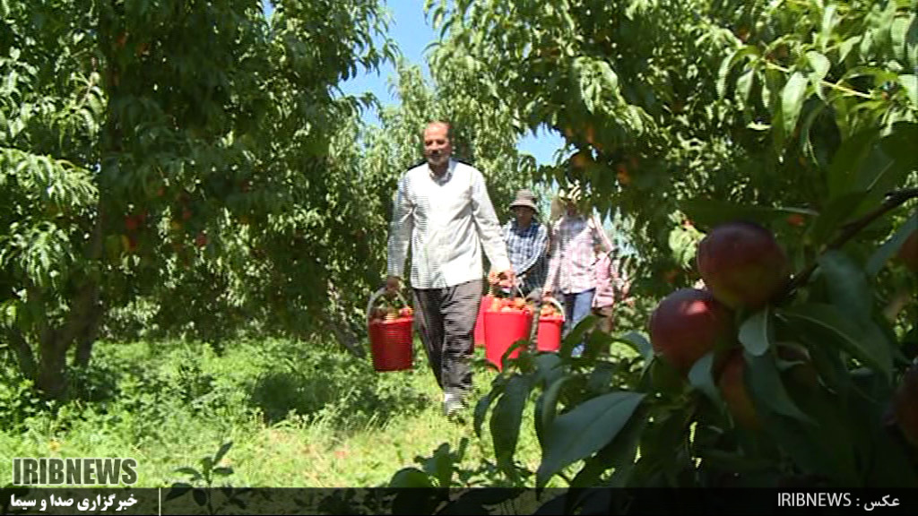 شکسته شدن رکورد برداشت میوه شلیل در مشگین شهر