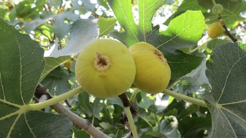 انجیر جهرم در راه بازار انجیر جهرم در راه بازار