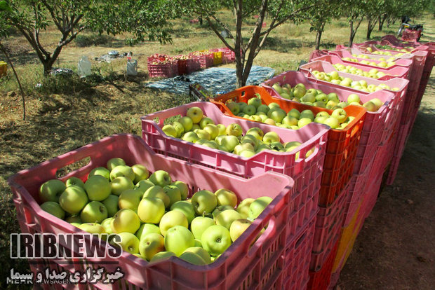 برداشت ۲۰۰ هزار تن سیب تابستانه از باغهای آذربایجانغربی برداشت ۲۰۰ هزار تن سیب تابستانه از باغهای آذربایجانغربی
