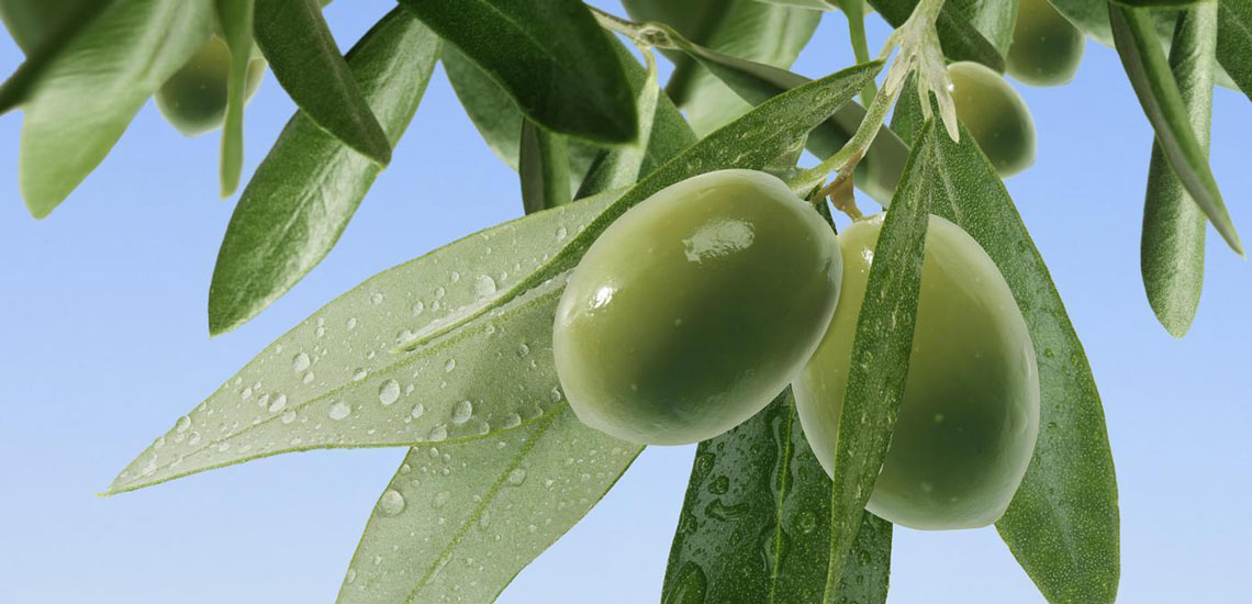 درخواست جهادکشاورزی از باغداران برای مبارزه با آفت مگس زیتون