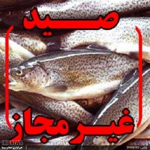 کشف سه تن انواع آبزیان غیر مجاز در هرمزگان